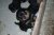 Puppies J